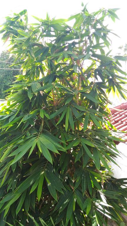 Santa Fe Homestay & Warong Amed Exterior foto